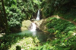 Regenwald in Grenada